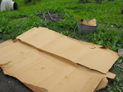 Cardboard mulch