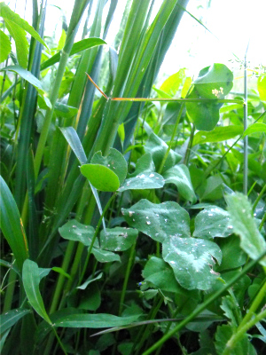 Closeup of do-nothing oat and clover plot