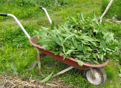 Cutting comfrey for mulch