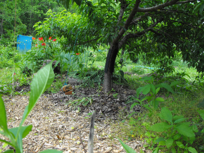 Mushroom bed in the forest garden