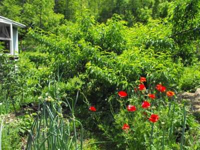 Forest garden island