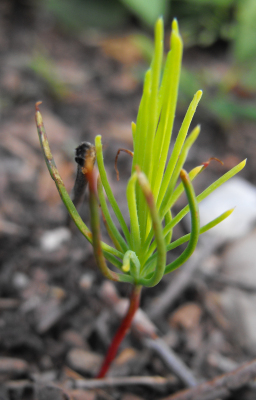 Stone pine seedling...maybe