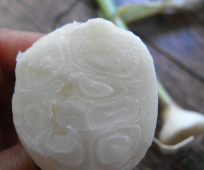 Young garlic head, cut in half to show the cloves