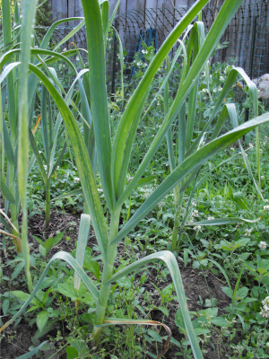 Garlic plant