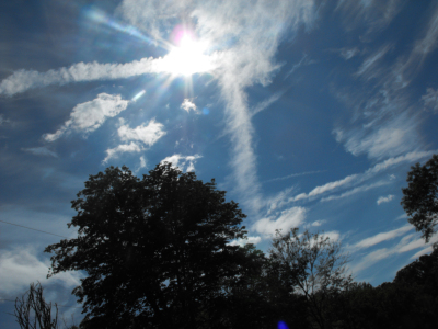 Sun and a tree silhouette