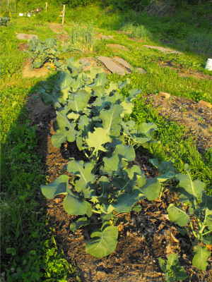 Beds of broccoli