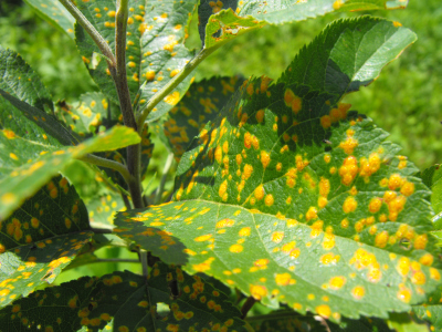 Cedar apple rust