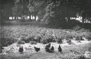 Chickens cleaning weeds out of a comfrey patch