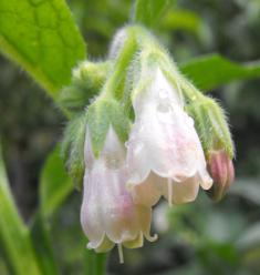 Comfrey flowers