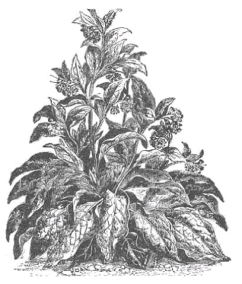 Russian comfrey with flower stalks