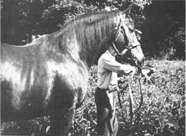 Race horse fed comfrey