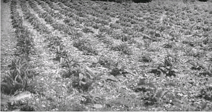 Rows of comfrey