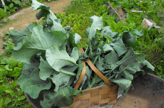 Basket of broccoli with leaves