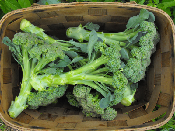 Broccoli with leaves removed