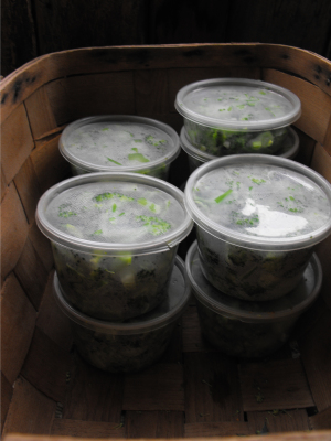 Freezer containers of broccoli