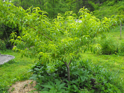 Nectarine with comfrey planted around the base