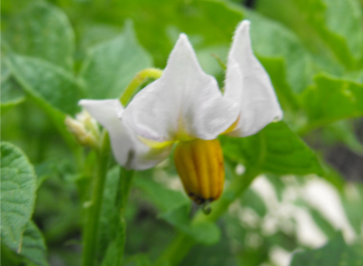 Potato flower