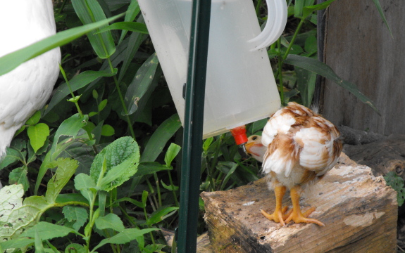 cute baby chick drinking from Avian Aqua Miser