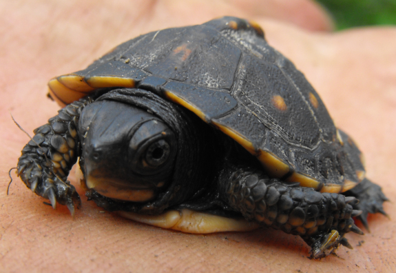 Hatchling box turtle