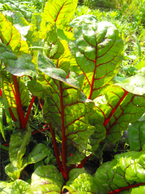 Red-stemmed swiss chard