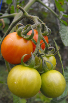 Cherry tomatoes