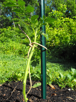 Pruned tomato