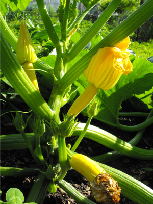 Butterstick Hybrid squash