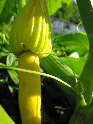 Unopened female squash flower