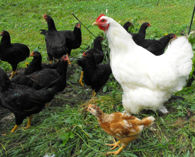 White Cochin hen and Dark Cornish cockerels