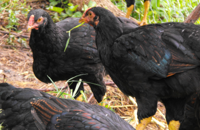 Dark Cornish cockerels