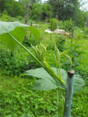 Pinched tip of black raspberry