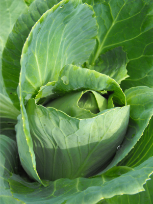 Cabbage head