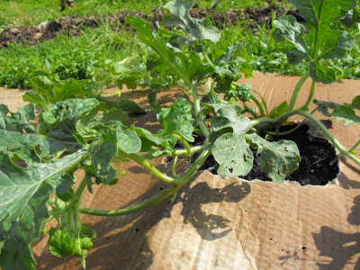 Cardboard mulch