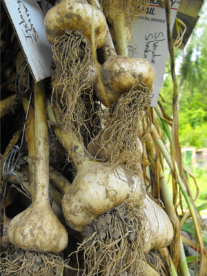 Heads of garlic