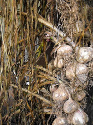 Curing garlic