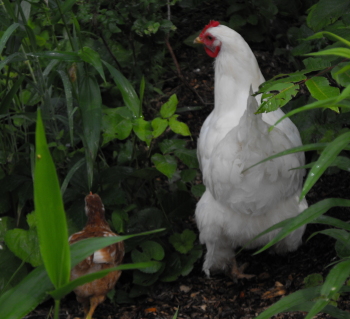 cute chick with mom from behind