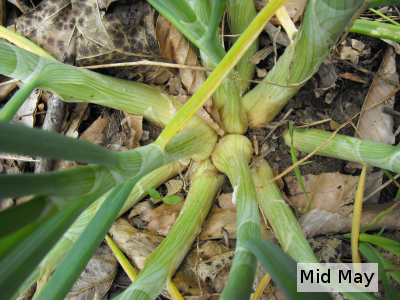 Potato onion bulbs beginning to split