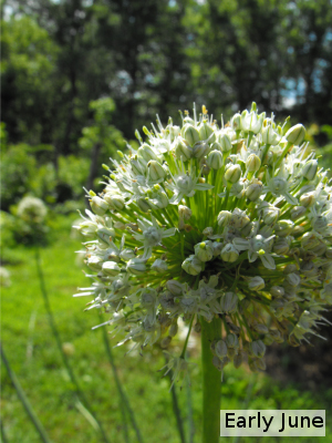 Potato onion flowers