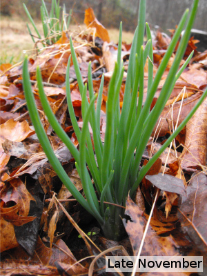 Potato onion leaves