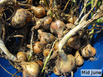 Potato onion harvest