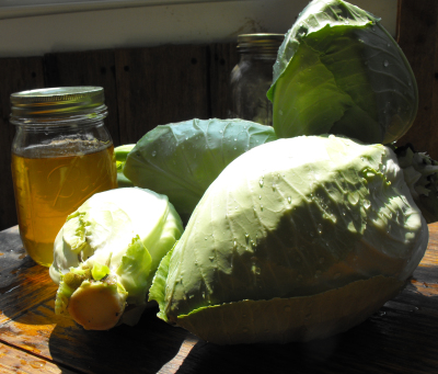 Homegrown cabbage