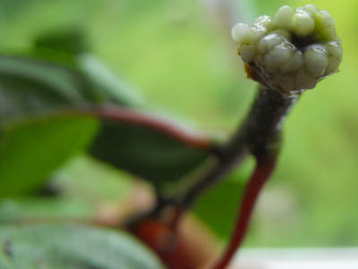 Kiwi rooting