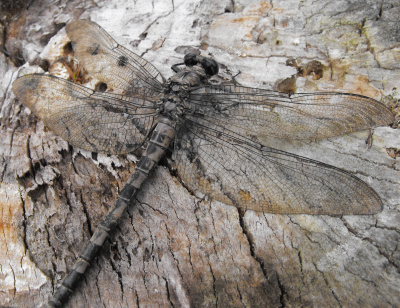 Dragonfly on a stump