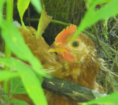 Pullet on pasture