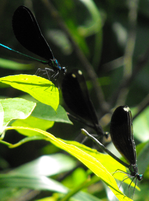 Three damselflies