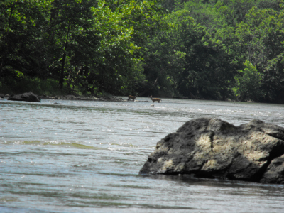 Deer in the Clinch River