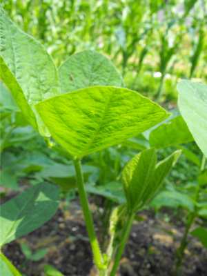 Soybean plant