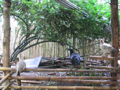 Chickens in a village in Thailand