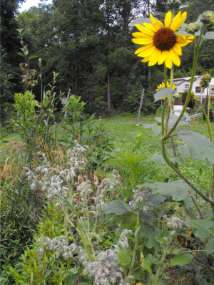 Wildflowers on a hugelkultur bed