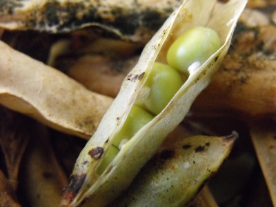 Snow pea seeds in pods